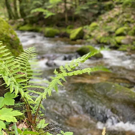 Lejlighed Schwarzwald Kniebis *